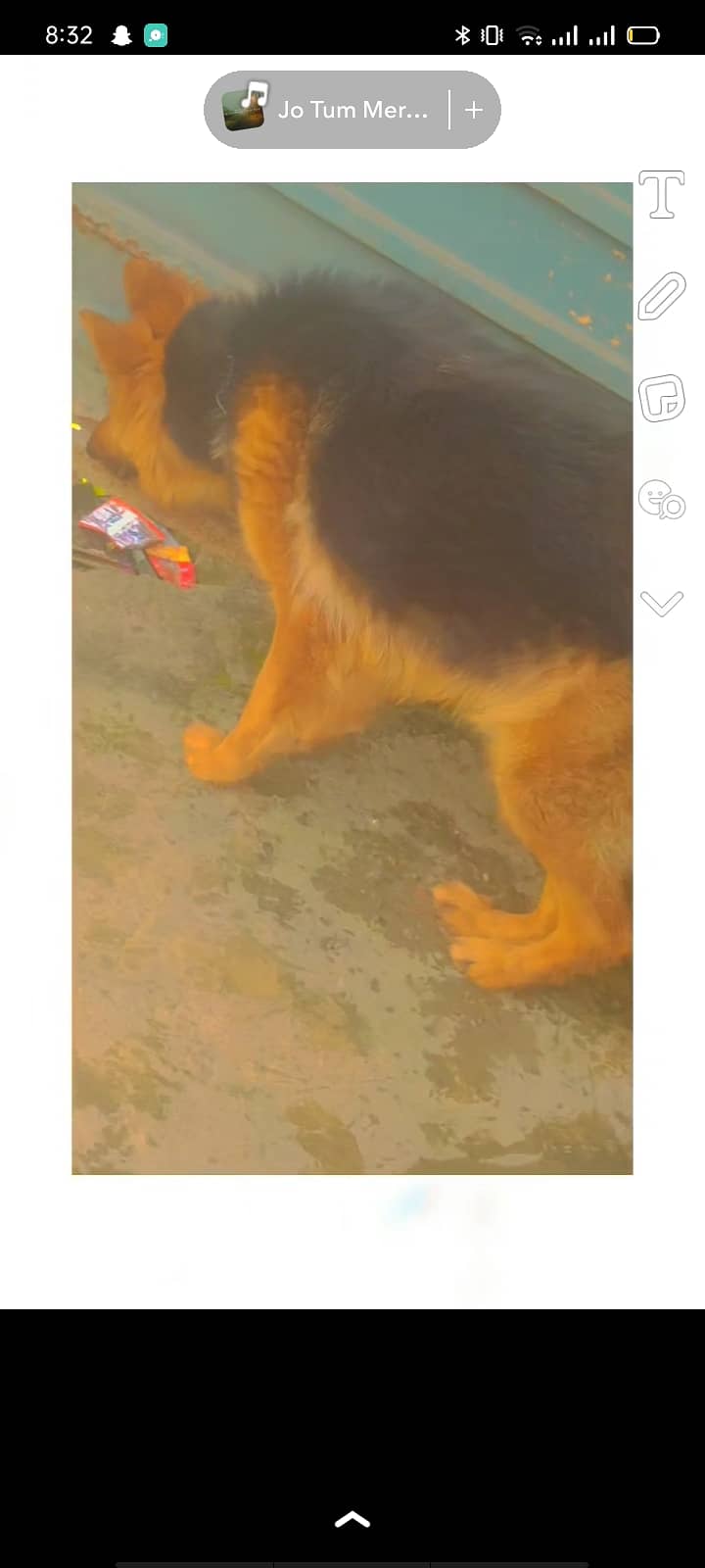 German shepherd Long Coat Female Available For Sale 2