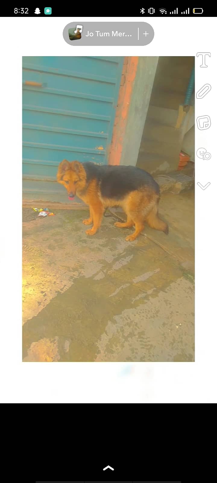 German shepherd Long Coat Female Available For Sale 3