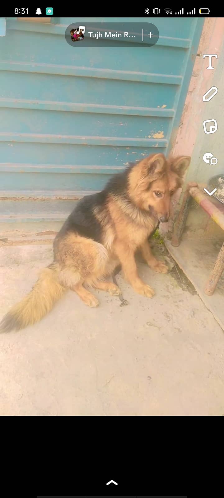 German shepherd Long Coat Female Available For Sale 4