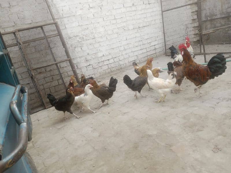 Egg laying hens 0