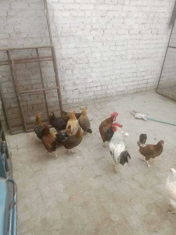 Egg laying hens 4