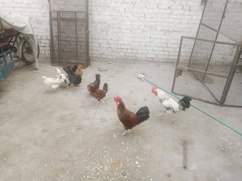 Egg laying hens 5