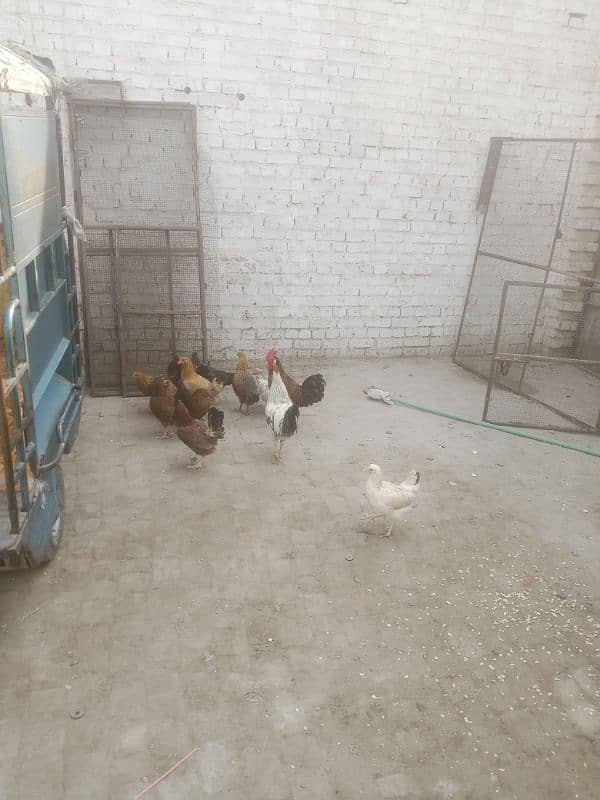 Egg laying hens 6