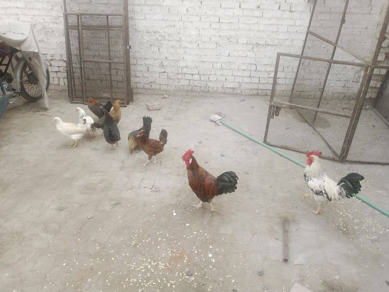 Egg laying hens 7