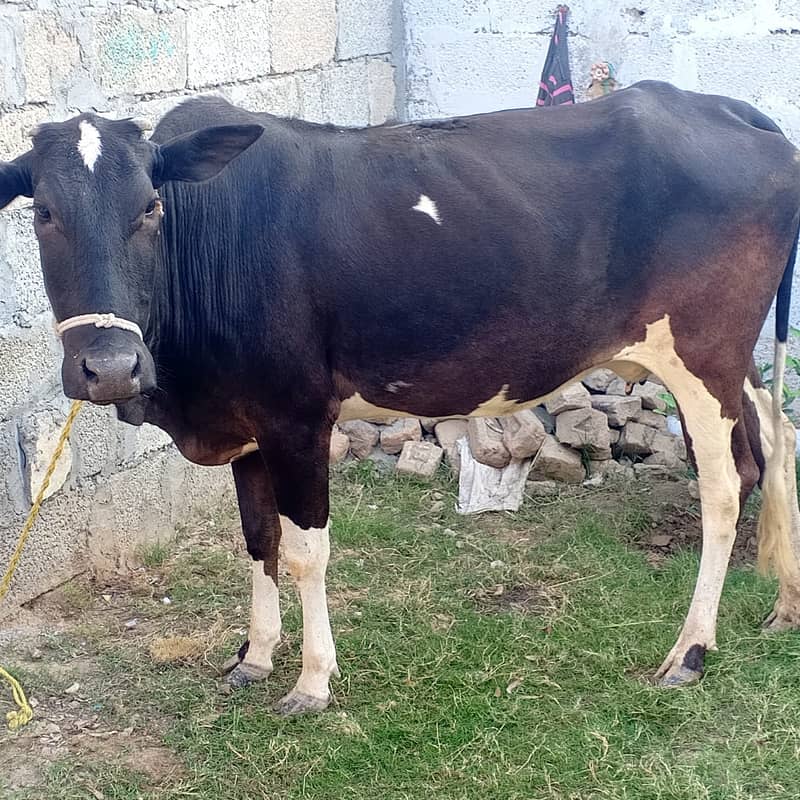 Desi Wachi in Cows 0