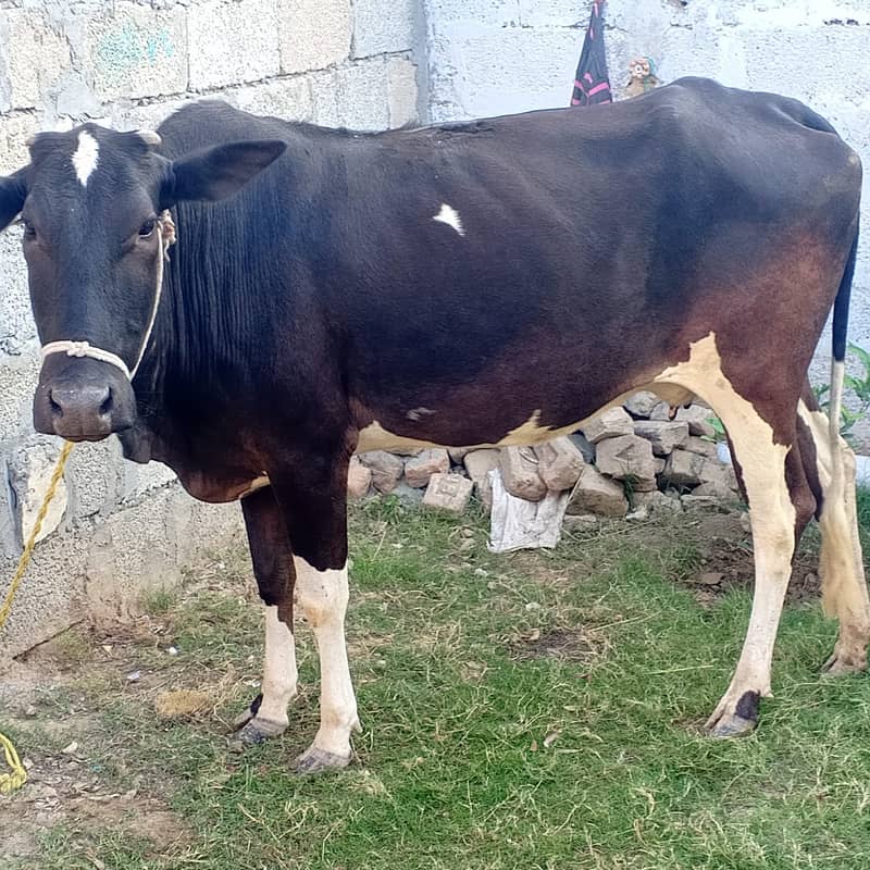 Desi Wachi in Cows 1