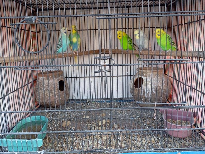 cage for sale 0