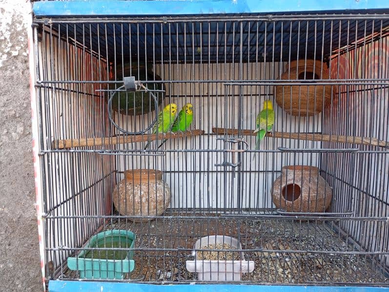 cage for sale 1