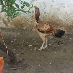 Aseel pair eggs lying 03143571773