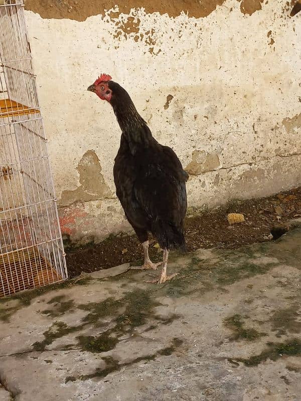 Aseel pair eggs lying 03143571773 3