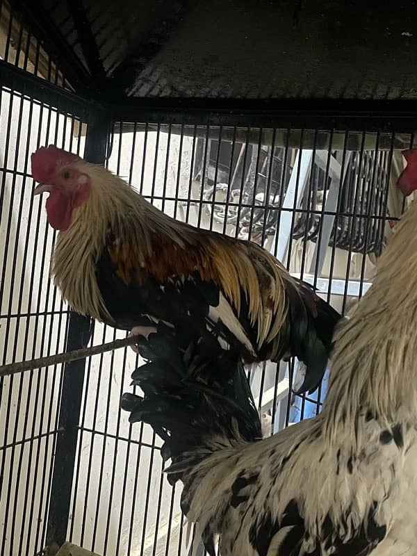 golden misri young rooster 0