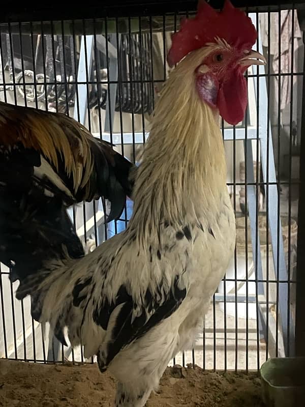 golden misri young rooster 1