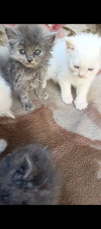 Persian kittens Available 1