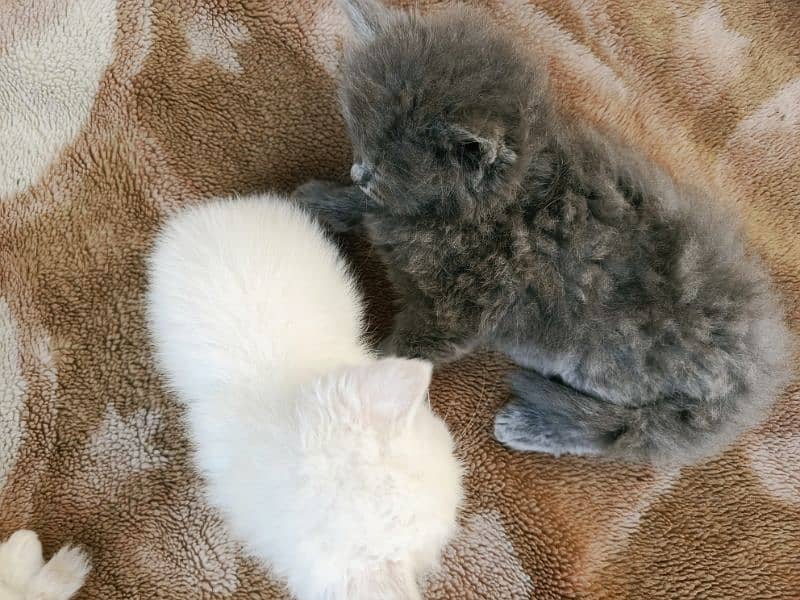 Persian kittens Available 6