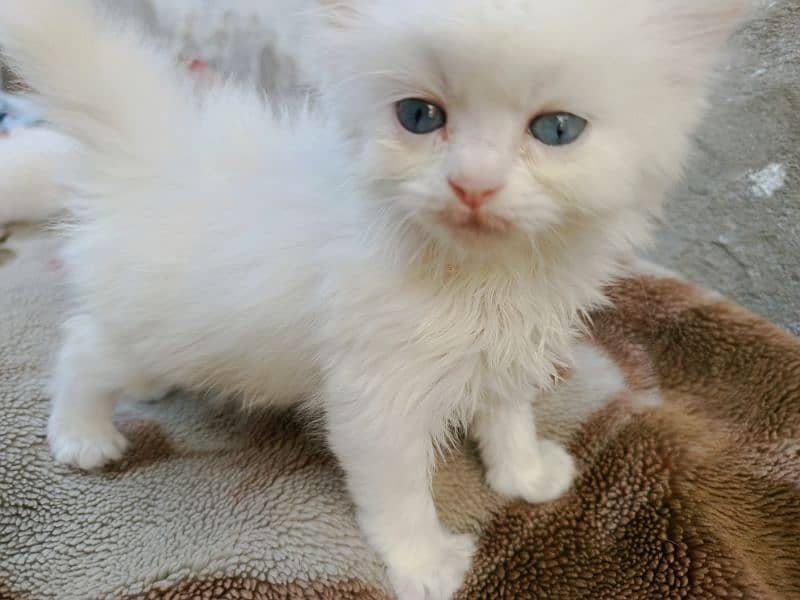 Persian kittens Available 10