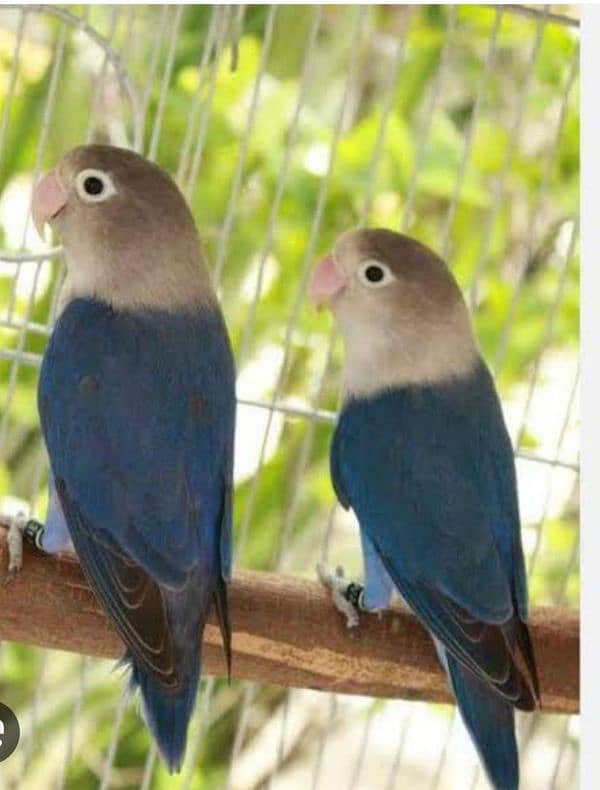 blue fischer love bird 0