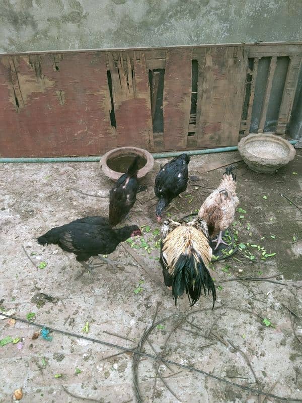 Different Type hens per piece 5000 3