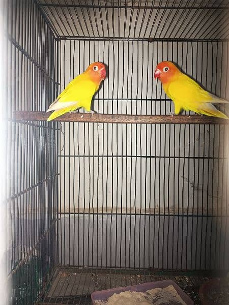 Love birds 1