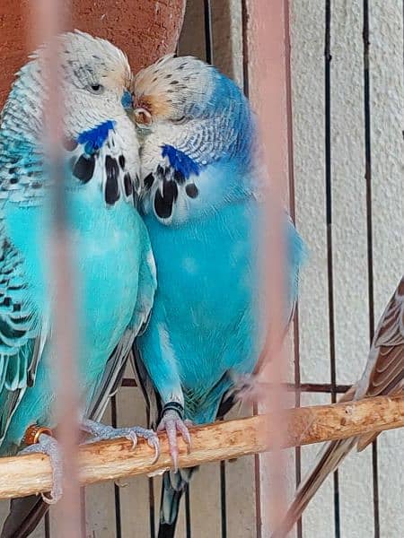 Australian Parrots Exibition 1