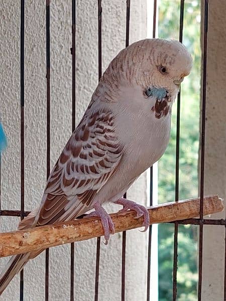 Australian Parrots Exibition 3