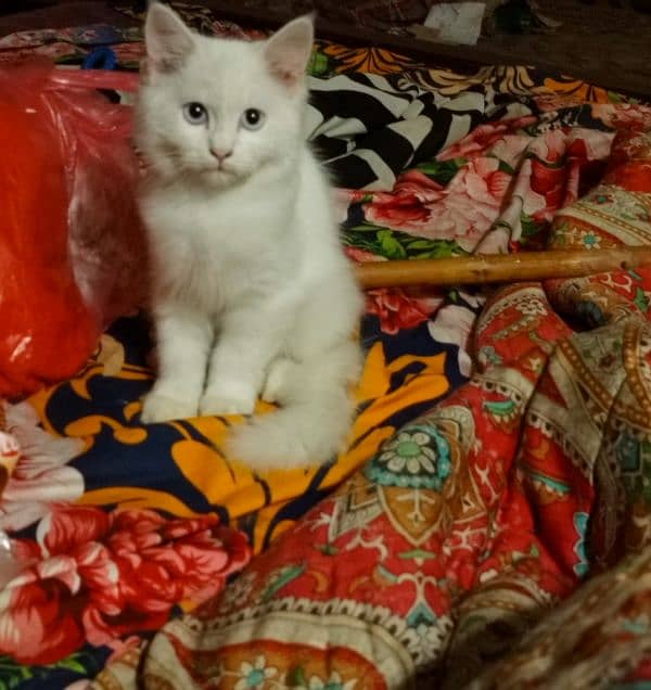 BEAUTIFUL PERSIAN KITTEN 1