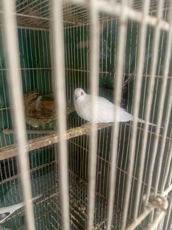 Dove pait BREEDER PAIR 0