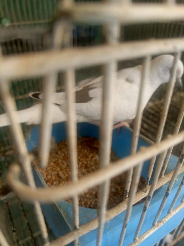 Dove pait BREEDER PAIR 1