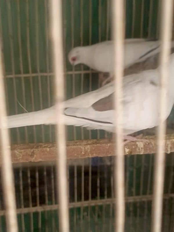 Dove pait BREEDER PAIR 2