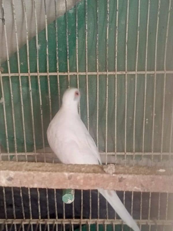 Dove pait BREEDER PAIR 3