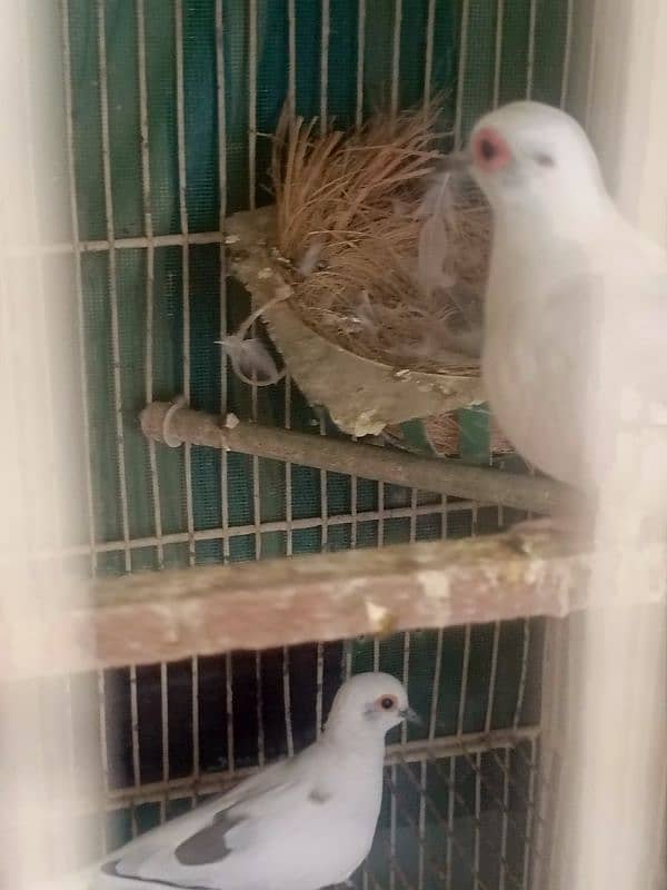 Dove pait BREEDER PAIR 4