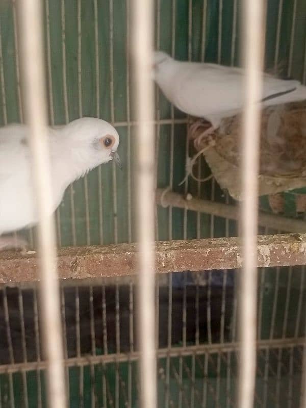 Dove pait BREEDER PAIR 5