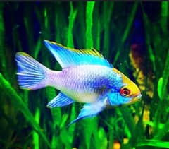 Electric Blue Ramrezi fish