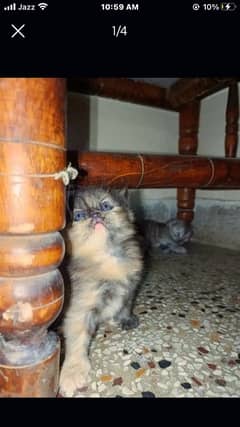 persian kitten vaccinated