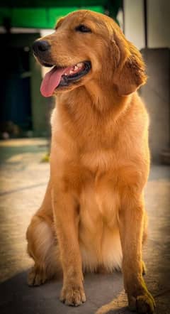 Golden Retriever