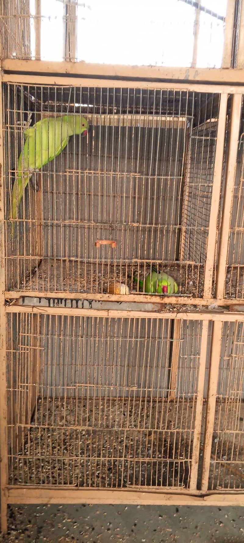 SETUP FOR SALE - Ringneck 2 Pairs with cage 8 Portion + 2 Breeding Box 12