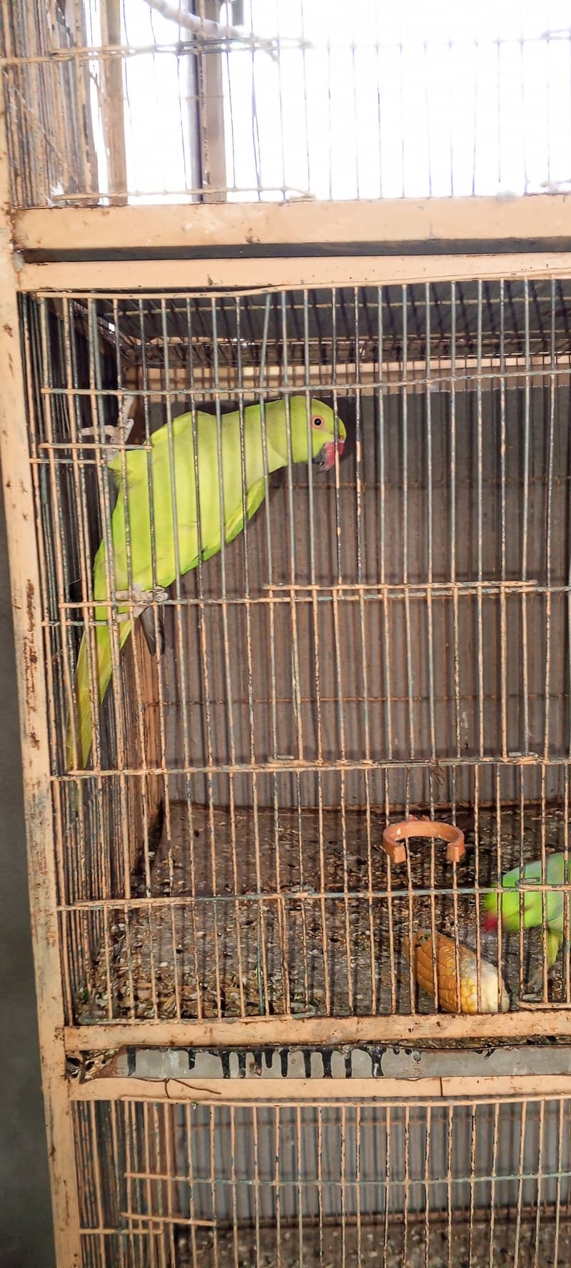 SETUP FOR SALE - Ringneck 2 Pairs with cage 8 Portion + 2 Breeding Box 1