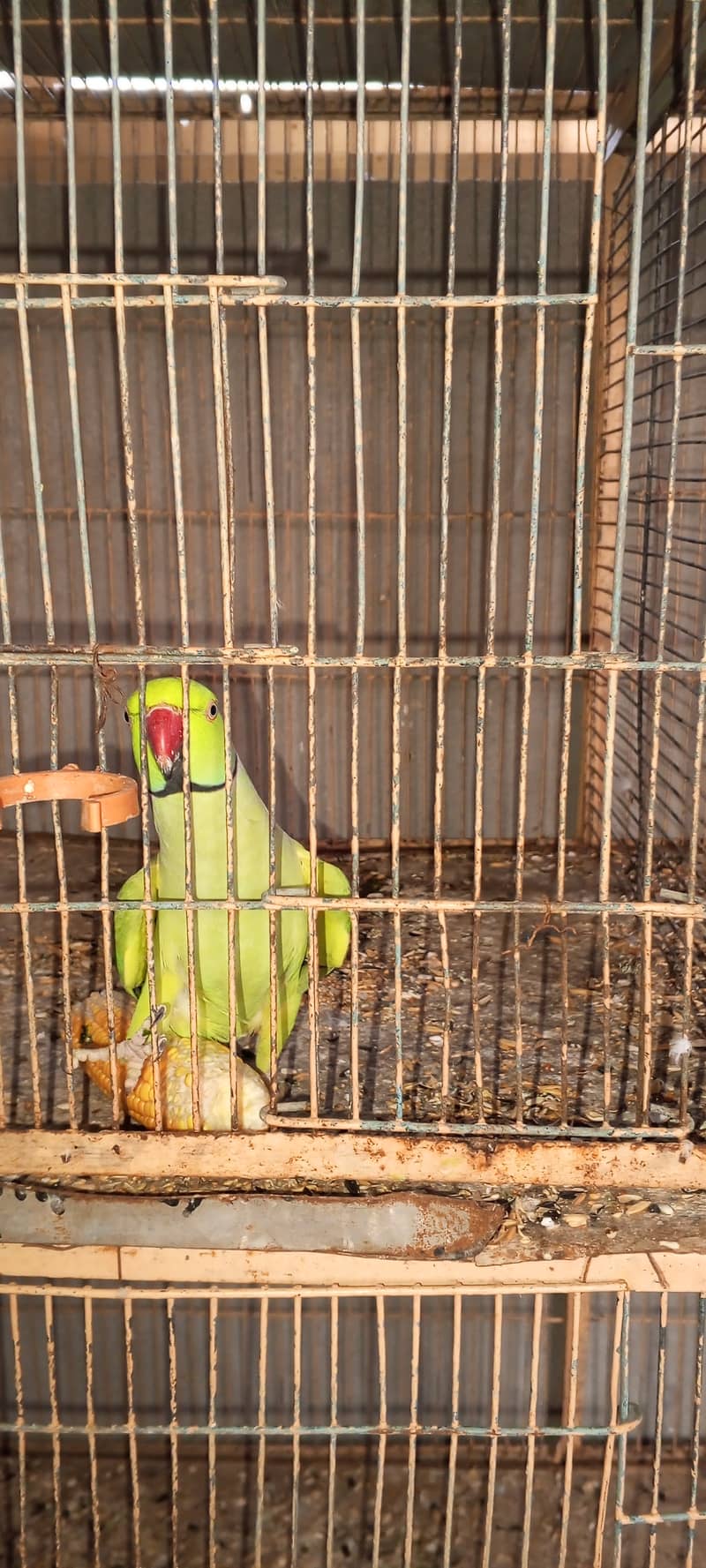 SETUP FOR SALE - Ringneck 2 Pairs with cage 8 Portion + 2 Breeding Box 2