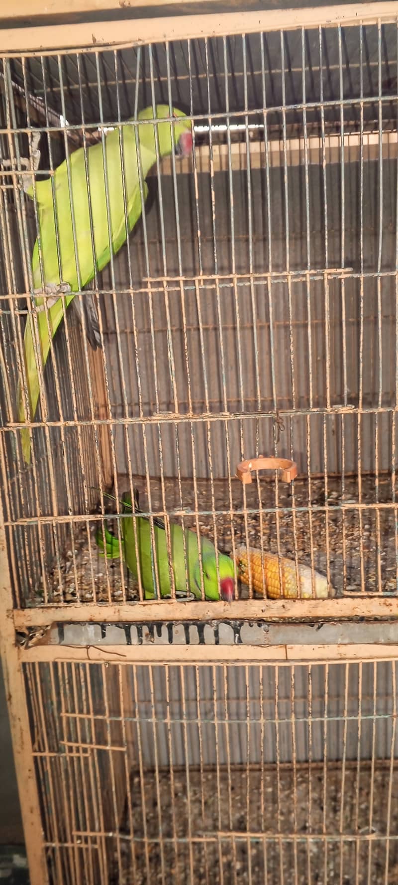 SETUP FOR SALE - Ringneck 2 Pairs with cage 8 Portion + 2 Breeding Box 3