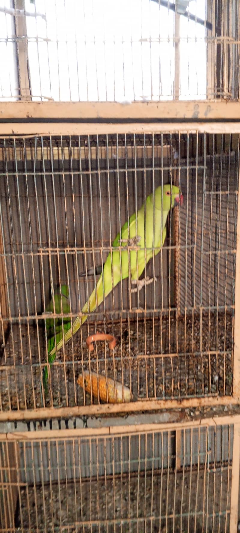 SETUP FOR SALE - Ringneck 2 Pairs with cage 8 Portion + 2 Breeding Box 4