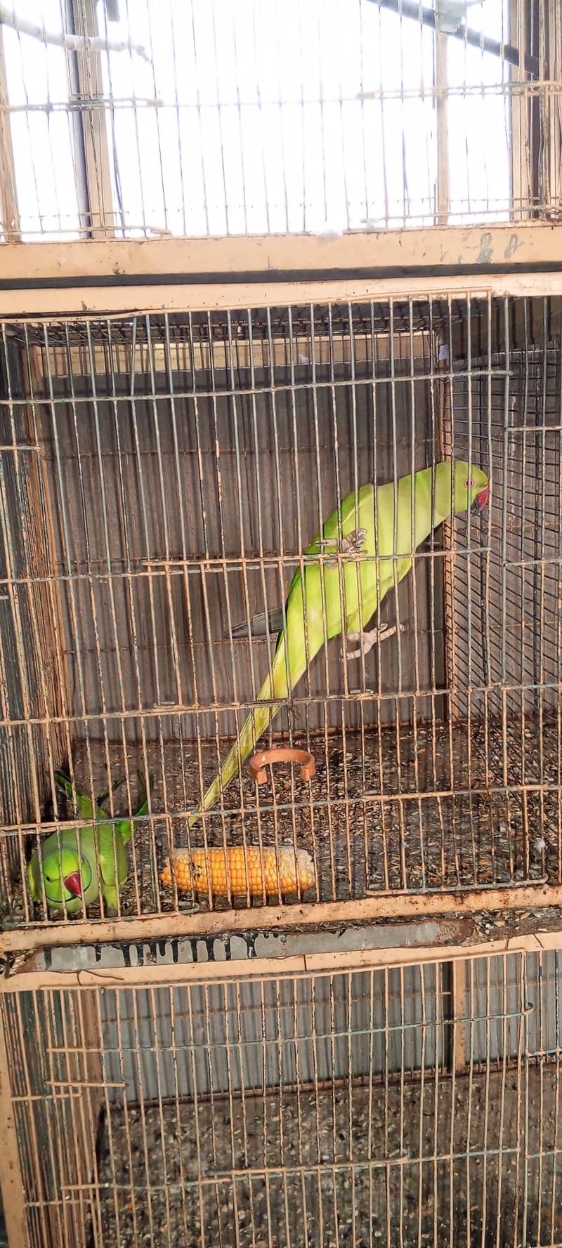 SETUP FOR SALE - Ringneck 2 Pairs with cage 8 Portion + 2 Breeding Box 5