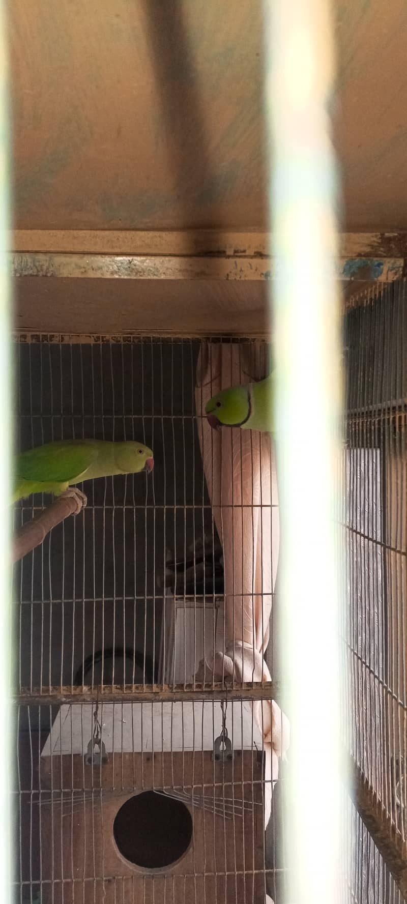 SETUP FOR SALE - Ringneck 2 Pairs with cage 8 Portion + 2 Breeding Box 6