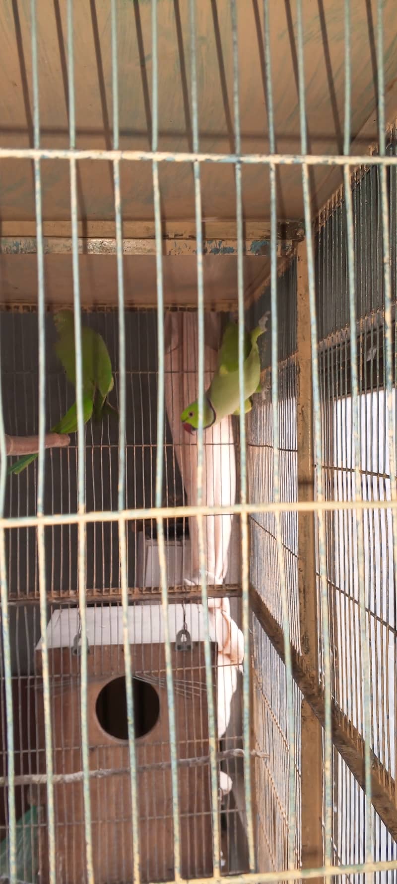 SETUP FOR SALE - Ringneck 2 Pairs with cage 8 Portion + 2 Breeding Box 7