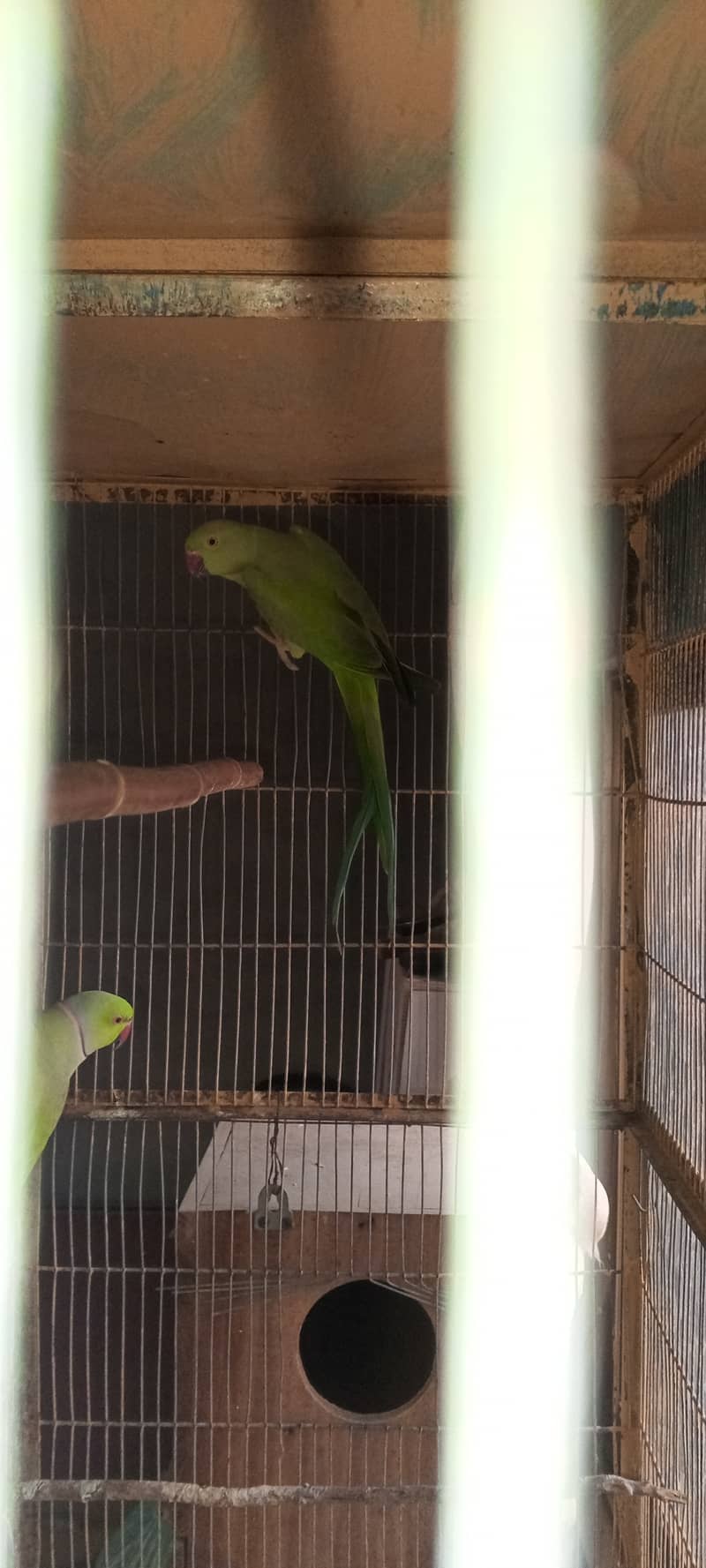 SETUP FOR SALE - Ringneck 2 Pairs with cage 8 Portion + 2 Breeding Box 8