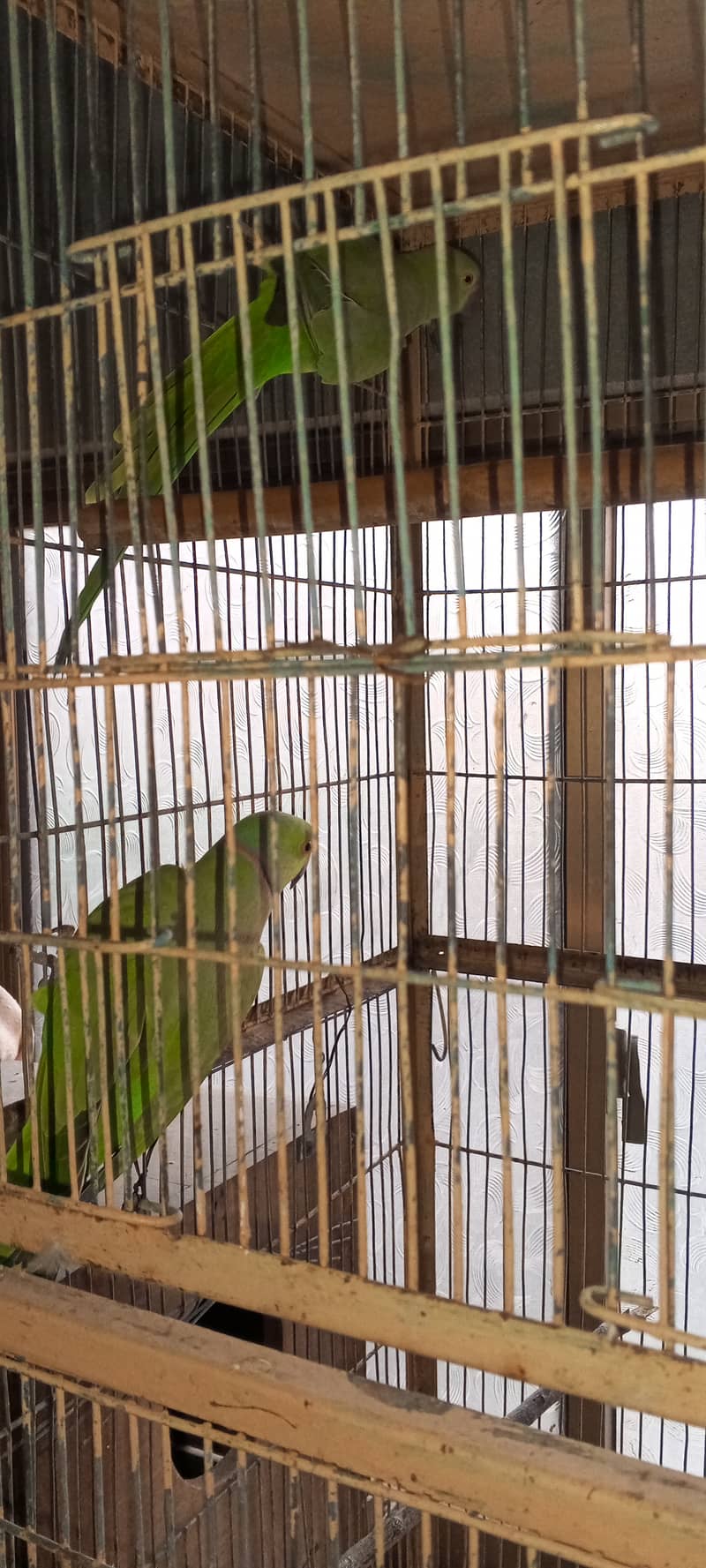 SETUP FOR SALE - Ringneck 2 Pairs with cage 8 Portion + 2 Breeding Box 10