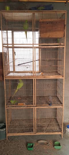 SETUP FOR SALE - Ringneck 2 Pairs with cage 8 Portion + 2 Breeding Box