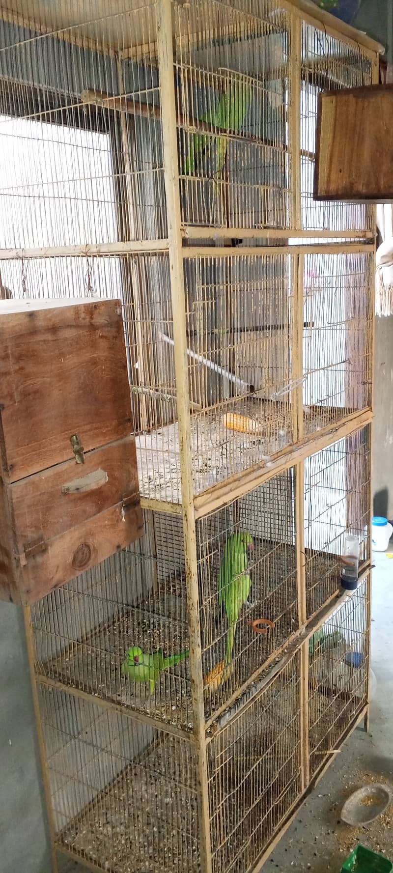 SETUP FOR SALE - Ringneck 2 Pairs with cage 8 Portion + 2 Breeding Box 17