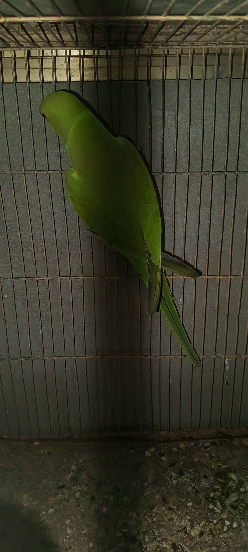 SETUP FOR SALE - Ringneck 2 Pairs with cage 8 Portion + 2 Breeding Box 18