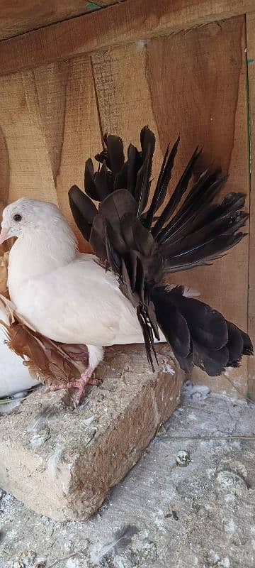 pigeon 1