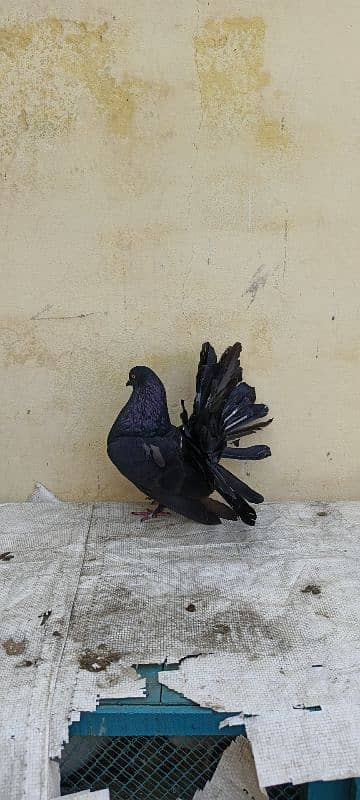 pigeon 3