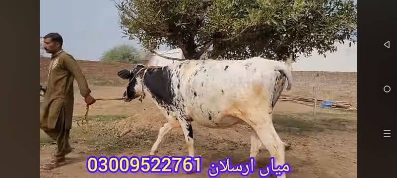 VERY BEAUTIFUL COWS 5